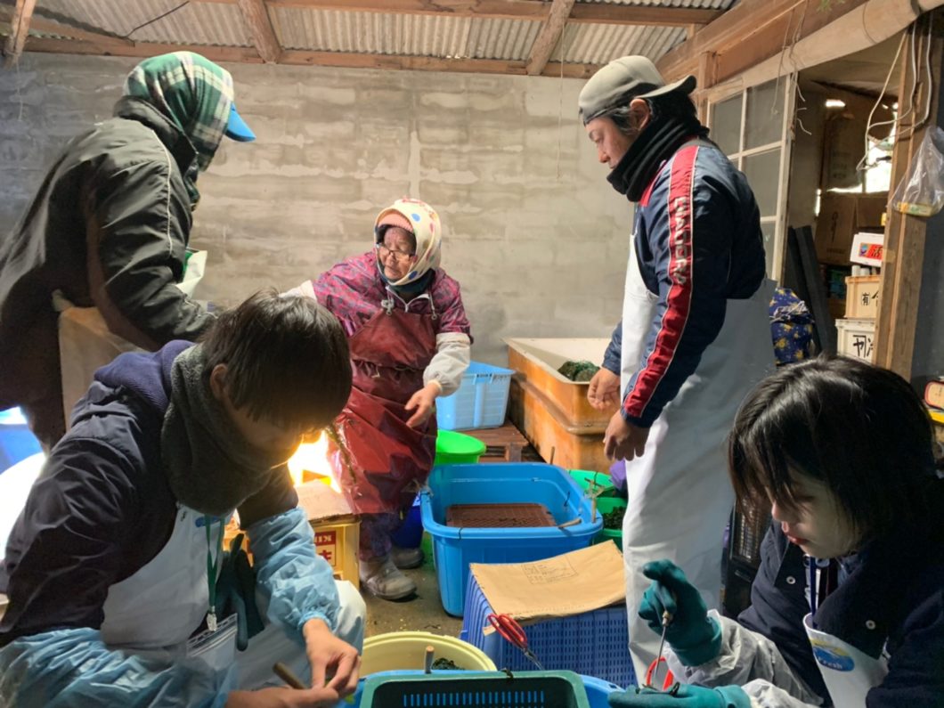 海藻塾わかめ小屋作業