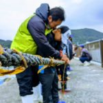 わかめ種付け作業の様子