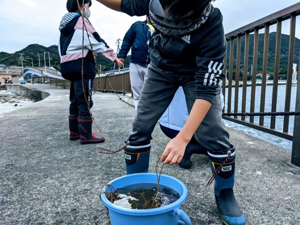 わかめの種糸をバケツから取り出す児童