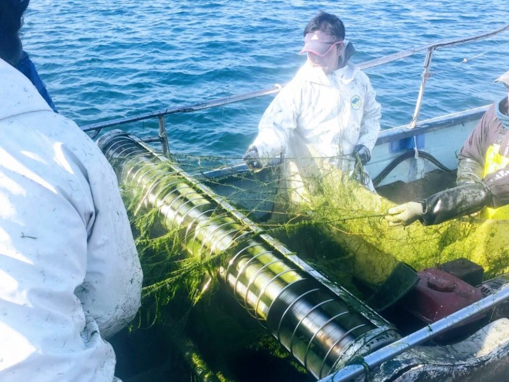 すじ青のりの摘採作業の様子