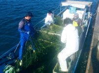 すじ青のりの摘採作業の様子2