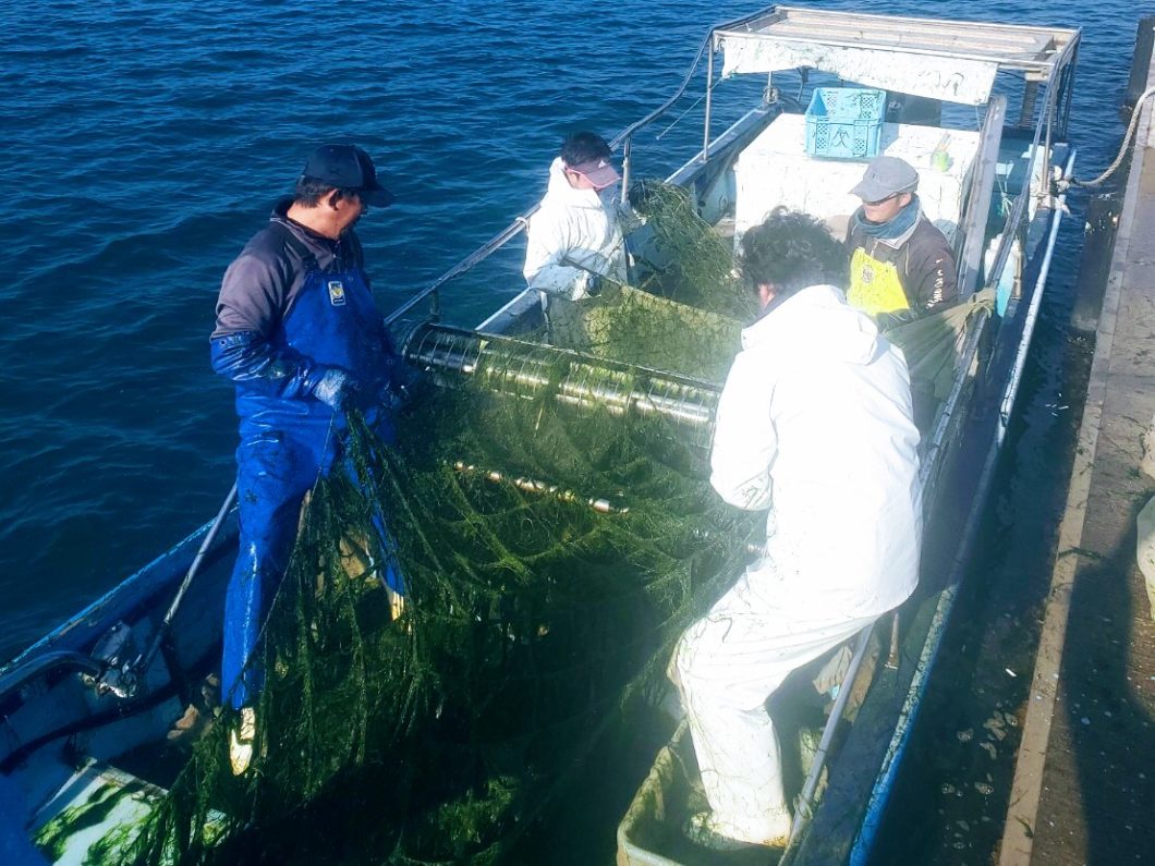 すじ青のりの摘採作業の様子2