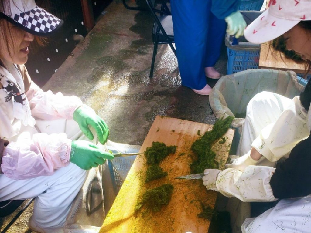 摘採したすじ青のりを切り揃える作業風景