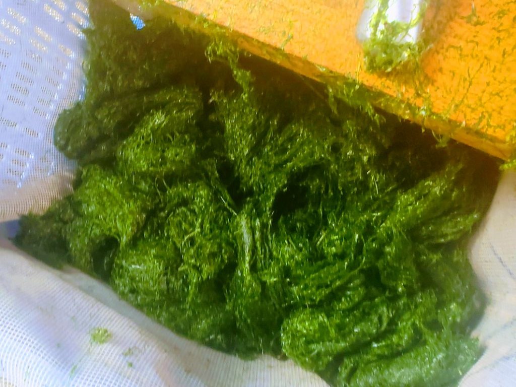 摘採して切り揃えたすじ青のり