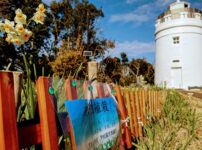 菅島灯台と水仙花壇