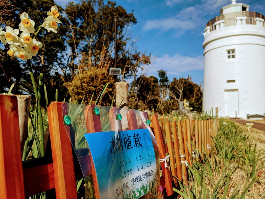 菅島灯台と水仙花壇