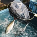 漁協に水揚げされる極みアジ
