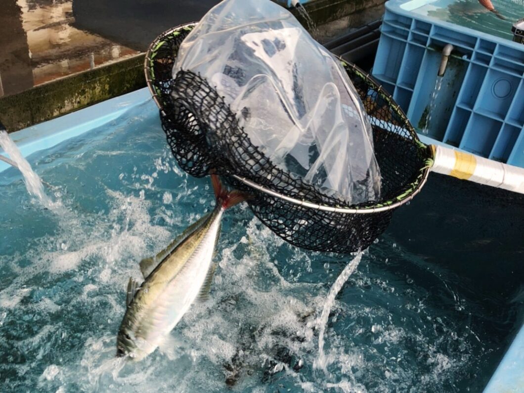 漁協に水揚げされる極みアジ