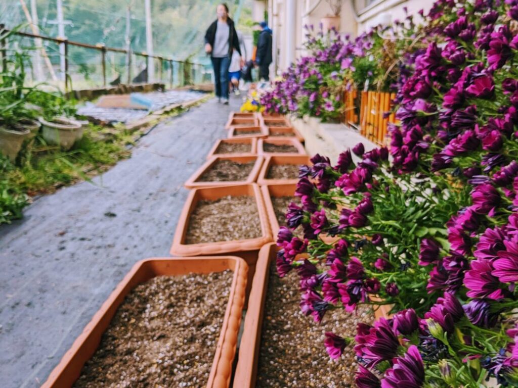菅島小学校の花壇の前に並んだひまわりのプランター